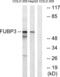 Far Upstream Element Binding Protein 3 antibody, abx014469, Abbexa, Western Blot image 
