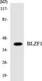 Basic Leucine Zipper Nuclear Factor 1 antibody, LS-C200183, Lifespan Biosciences, Western Blot image 