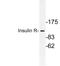 Insulin Receptor antibody, LS-C177777, Lifespan Biosciences, Western Blot image 