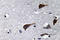 Cathepsin B antibody, LS-C177596, Lifespan Biosciences, Immunohistochemistry frozen image 
