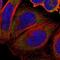 Stomatin antibody, NBP1-88561, Novus Biologicals, Immunofluorescence image 