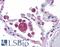 KIT Ligand antibody, LS-B4658, Lifespan Biosciences, Immunohistochemistry frozen image 