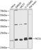 Neuronal Calcium Sensor 1 antibody, 15-089, ProSci, Western Blot image 