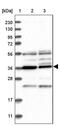 p21-activated protein kinase-interacting protein 1 antibody, PA5-56349, Invitrogen Antibodies, Western Blot image 