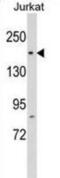 RNA Polymerase II Associated Protein 1 antibody, abx029304, Abbexa, Western Blot image 