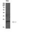 GABA Type A Receptor Associated Protein Like 2 antibody, A01927, Boster Biological Technology, Western Blot image 