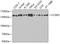Cell Cycle And Apoptosis Regulator 2 antibody, 23-973, ProSci, Western Blot image 