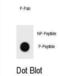 TSC Complex Subunit 1 antibody, abx032221, Abbexa, Dot Blot image 