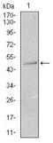 Keratin 13 antibody, GTX60622, GeneTex, Western Blot image 