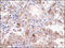 Lymphocyte Antigen 75 antibody, 51-092, ProSci, Immunohistochemistry frozen image 