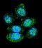 Acid Phosphatase 1 antibody, LS-C155961, Lifespan Biosciences, Immunofluorescence image 