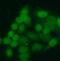 Histone Cluster 4 H4 antibody, FNab03889, FineTest, Immunofluorescence image 