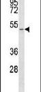 Solute Carrier Family 16 Member 1 antibody, PA5-12335, Invitrogen Antibodies, Western Blot image 