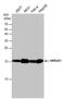 High Mobility Group AT-Hook 1 antibody, PA5-78007, Invitrogen Antibodies, Western Blot image 