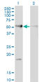 RAD23 Homolog B, Nucleotide Excision Repair Protein antibody, LS-C133936, Lifespan Biosciences, Western Blot image 