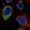 ELOVL Fatty Acid Elongase 5 antibody, NBP2-58784, Novus Biologicals, Immunofluorescence image 