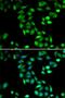 Programmed Cell Death 6 antibody, LS-B15517, Lifespan Biosciences, Immunofluorescence image 