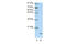 Apolipoprotein O antibody, 29-464, ProSci, Enzyme Linked Immunosorbent Assay image 