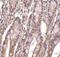 Acidic Nuclear Phosphoprotein 32 Family Member E antibody, NBP1-77227, Novus Biologicals, Immunohistochemistry frozen image 