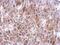 Schlafen Like 1 antibody, PA5-31618, Invitrogen Antibodies, Immunohistochemistry frozen image 