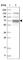 GATA Zinc Finger Domain Containing 2A antibody, HPA024373, Atlas Antibodies, Western Blot image 