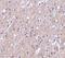 C1q And TNF Related 6 antibody, PA5-20155, Invitrogen Antibodies, Immunohistochemistry frozen image 