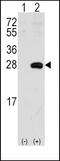 Sigma Non-Opioid Intracellular Receptor 1 antibody, PA5-12326, Invitrogen Antibodies, Western Blot image 