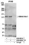 Rho GTPase Activating Protein 45 antibody, A304-861A, Bethyl Labs, Immunoprecipitation image 