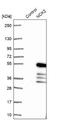 NCK Adaptor Protein 2 antibody, NBP1-82592, Novus Biologicals, Western Blot image 