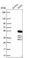 Cytoplasmic protein NCK2 antibody, NBP1-82592, Novus Biologicals, Western Blot image 