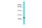 Vexin antibody, PA5-71004, Invitrogen Antibodies, Western Blot image 