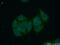 Sodium/hydrogen exchanger 9 antibody, 13718-1-AP, Proteintech Group, Immunofluorescence image 