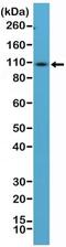 CD34 antibody, NBP2-61510, Novus Biologicals, Western Blot image 