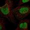 Sirtuin 1 antibody, HPA052351, Atlas Antibodies, Immunofluorescence image 
