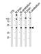 Retina and anterior neural fold homeobox protein antibody, A08271, Boster Biological Technology, Western Blot image 