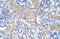 Eukaryotic Translation Initiation Factor 3 Subunit G antibody, 29-317, ProSci, Western Blot image 