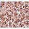 Three Prime Repair Exonuclease 2 antibody, LS-C82904, Lifespan Biosciences, Immunohistochemistry paraffin image 