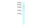 Ubiquitin Specific Peptidase 3 antibody, 27-920, ProSci, Western Blot image 