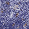 Solute Carrier Family 46 Member 2 antibody, HPA020098, Atlas Antibodies, Immunohistochemistry frozen image 