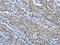 Kruppel Like Factor 7 antibody, CSB-PA126129, Cusabio, Immunohistochemistry paraffin image 