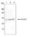 Secretoglobin Family 2A Member 2 antibody, NBP1-97885, Novus Biologicals, Western Blot image 