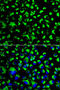 Heat Shock Protein Family A (Hsp70) Member 9 antibody, 13-203, ProSci, Immunofluorescence image 