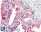 G Protein-Coupled Receptor 27 antibody, LS-A3683, Lifespan Biosciences, Immunohistochemistry paraffin image 