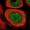 Karyopherin Subunit Beta 1 antibody, NBP2-55641, Novus Biologicals, Immunofluorescence image 