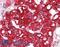 Serine/Threonine/Tyrosine Kinase 1 antibody, LS-B3469, Lifespan Biosciences, Immunohistochemistry frozen image 