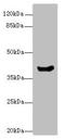 Mannose Phosphate Isomerase antibody, orb240604, Biorbyt, Western Blot image 