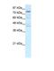 Eomesodermin antibody, PA5-40329, Invitrogen Antibodies, Western Blot image 