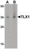 T Cell Leukemia Homeobox 1 antibody, PA5-34553, Invitrogen Antibodies, Western Blot image 