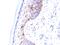 CD1a Molecule antibody, GTX34471, GeneTex, Immunohistochemistry paraffin image 