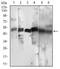 Cyclin A2 antibody, NBP2-52436, Novus Biologicals, Western Blot image 